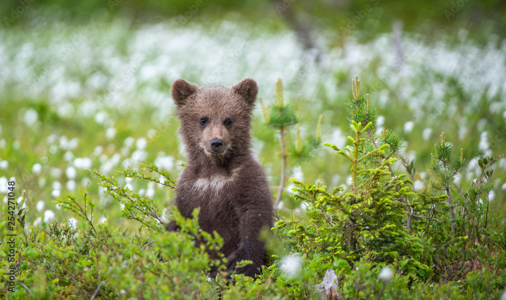 Fototapeta premium Brown bear cub playing on the field among white flowers. Bear Cub stands on its hind legs. Scientific name: Ursus arctos.