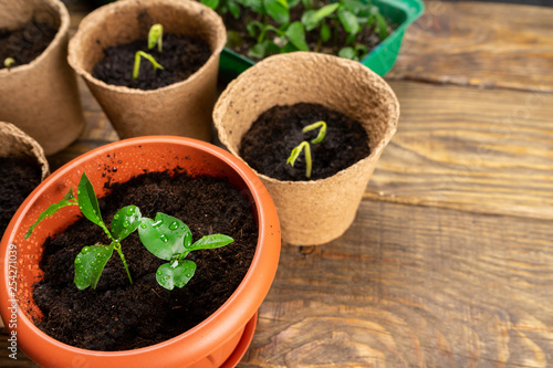Seedlings in pots on the table. Background image. Copy space.