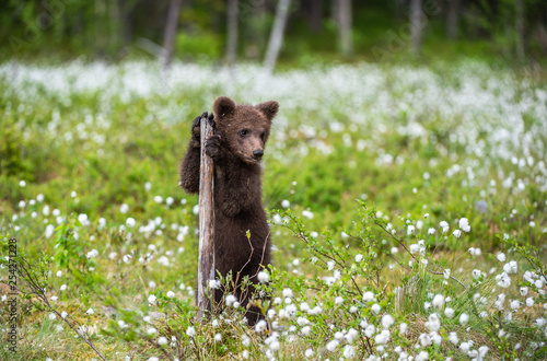 Brown bear cub playing on the field among white flowers. Bear Cub stands on its hind legs. Scientific name: Ursus arctos.