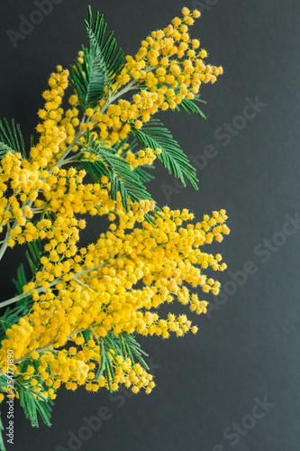 spring gentle composition with Mimosa flowers on black background
