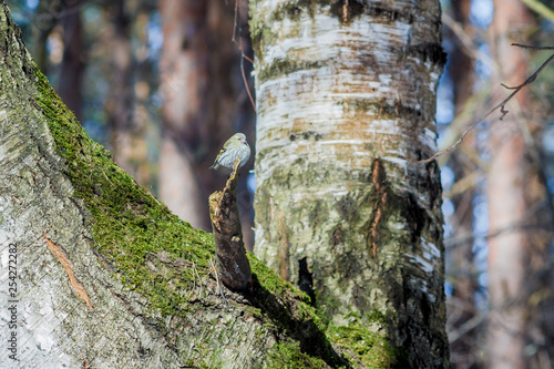 фотографія hungry wild bird siskin on a tree in spring forest