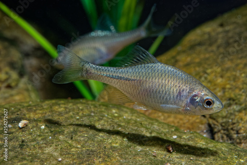 Foto Amur Bitterling - Rhodeus sericeus small fish of the carp family.