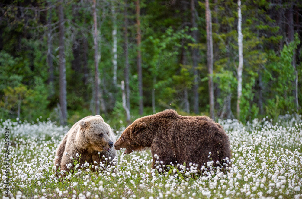 Fototapeta premium Two bears fighting in summer forest, among white flowers. Scientific name: Ursus Arctos.