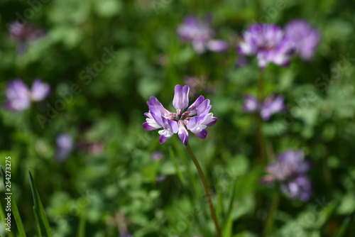 Chinese milk vetch