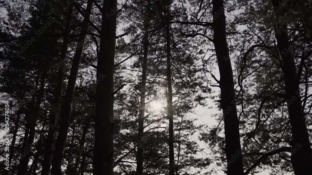 Sun Shining Sunbeams Through Branches And Leaves Of Trees In Pine Forest.Sunbeams Through Wood Leaves in Motion. Sun Peaking Through Branches.Sun rays in pine forest steadycam move
