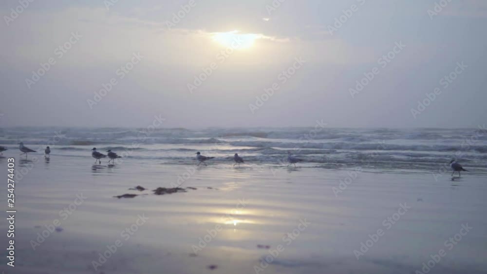Flock of seagulls walking along water's edge of a beach in the morning on a foggy and overcast day at 120fps. Flock of seagulls walking along water's edge of a beach in the morning on a foggy and overcast day at 120fps.