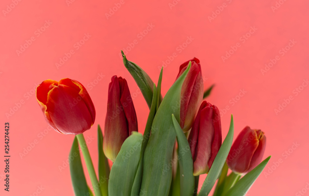 5 red tulips on the background sheet of colored paper 5 red tulips on the background sheet of colored paper