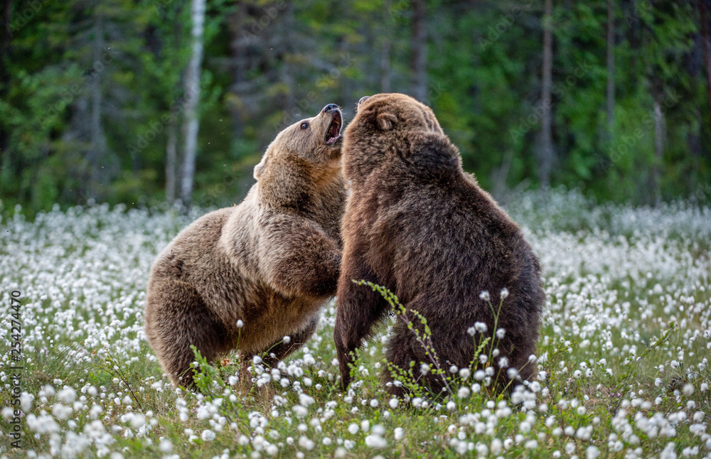 Fototapeta premium Two bears fighting in summer forest, among white flowers. Scientific name: Ursus Arctos.