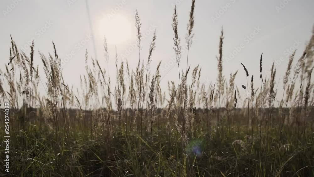 The camera moves over the grass on the meadow. Cloudy. The camera moves over the grass on the meadow. Cloudy.