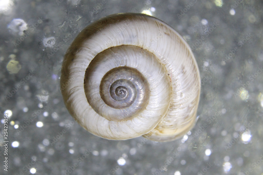 shell on a background shell on a background