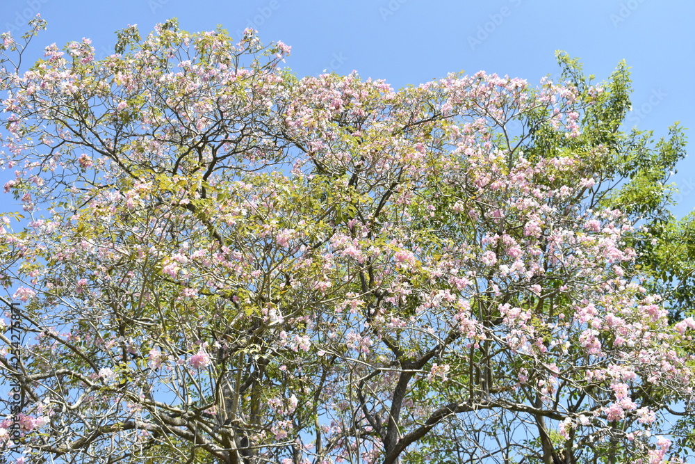 Maculi tree, naturaleza, nature, flor, flower,beauty, belleza Maculi tree, naturaleza, nature, flor, flower,beauty, belleza