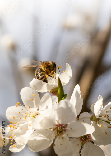 Biene auf Kirschblüte - Biene sammelt Pollen auf weißen Blüten des Kirschbaumes