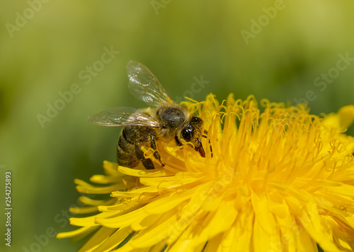 Biene sammelt Honig auf der gelben Blüte des Löwenzahns © fotomarekka