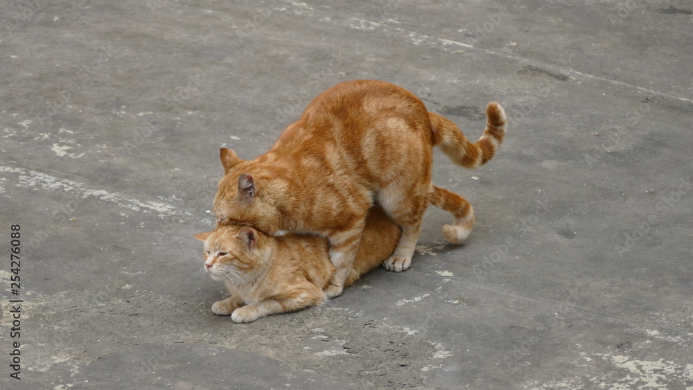 Gatti rossi in amore sul terrazzo