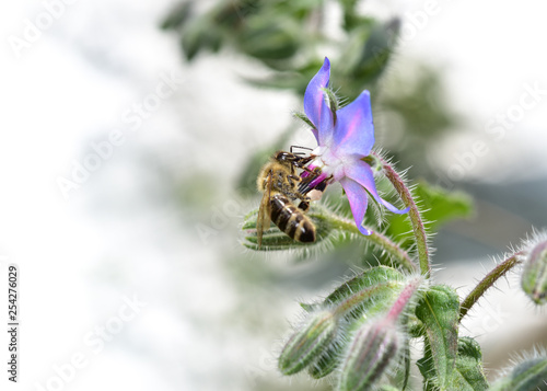 Biene auf Blüte. Honigbiene auf der Blüte des Borretsch (Gurkenkraut, Kukumerkraut , Borago officinalis) photo