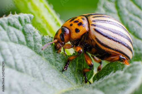 Colorado potato beetle eats green potato leaves