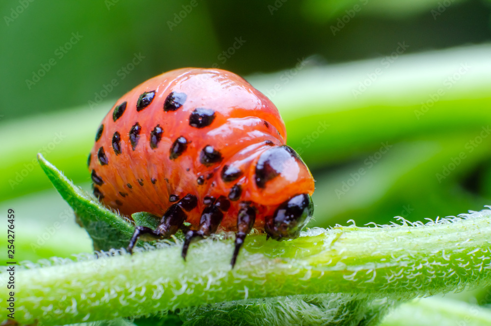 Obraz premium Red larva of the Colorado potato beetle eats potato leaves