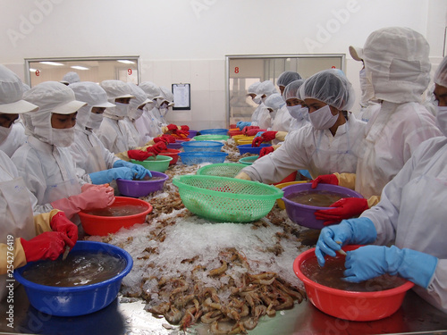 Women work on a shrimp farm