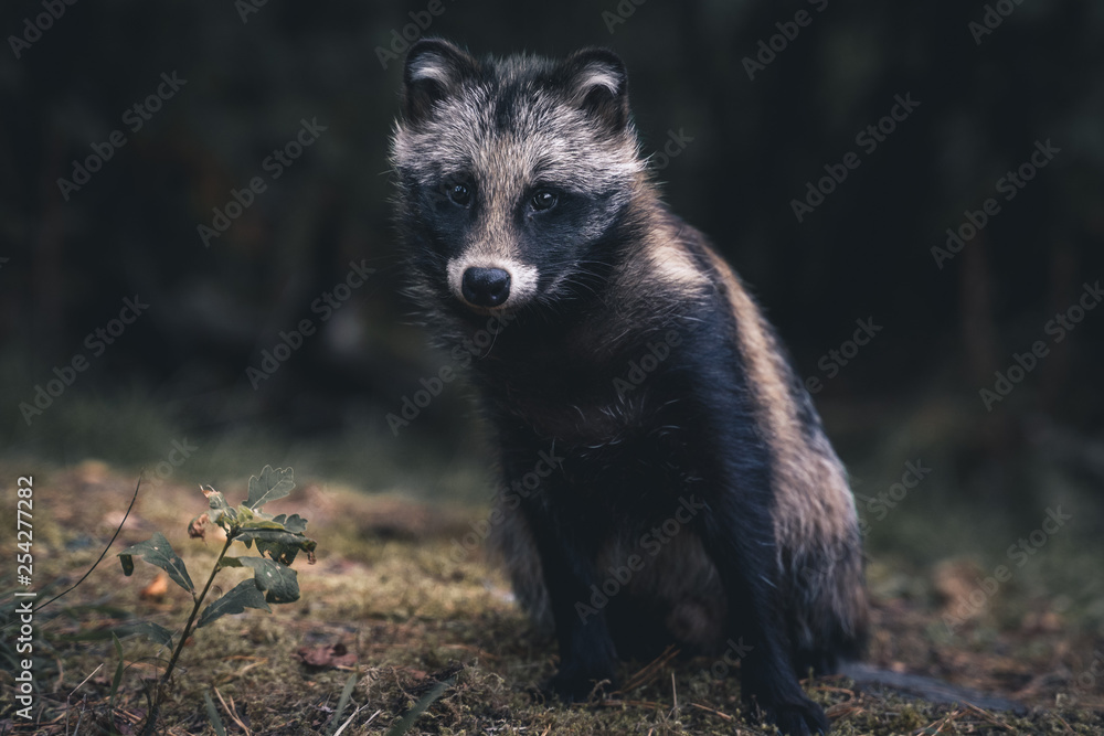 Raccoon dog Raccoon dog