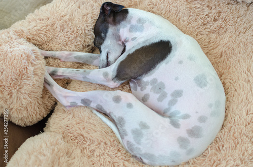 Obraz na plátně Iggy Italian Greyhound Sleeping on Stuffed Toy