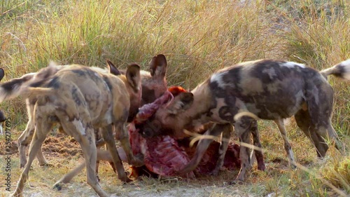 Close-up of a pack of African wild dogs eating and playing tug of war with an impala kill in South Africa photo