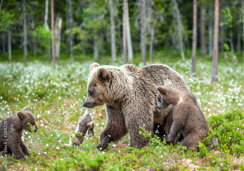 Brown bear with rabbit. Cubs and She-bear of brown bear with prey. The bear holds the teeth of the hare. Brown bear with rabbit. Cubs and She-bear of brown bear with prey. The bear holds the teeth of the hare.