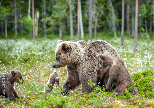Brown bear with rabbit. Cubs and She-bear of brown bear with prey. The bear holds the teeth of the hare.