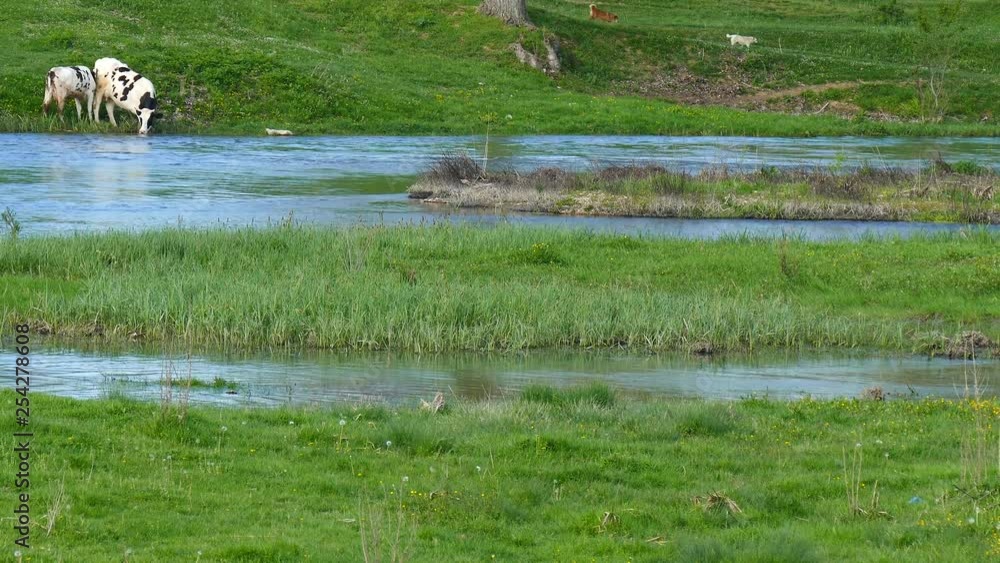 Fullwater River. Two cows drink water. Juicy green grass. Two dogs are walking around. Fullwater River. Two cows drink water. Juicy green grass. Two dogs are walking around.
