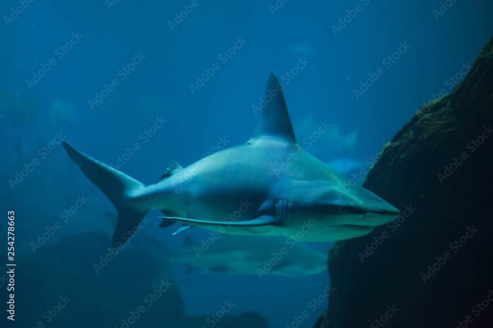 Fototapeta premium Sandbar shark (Carcharhinus plumbeus)