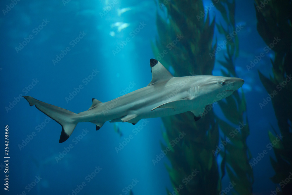 Fototapeta premium Blacktip reef shark (Carcharhinus melanopterus).