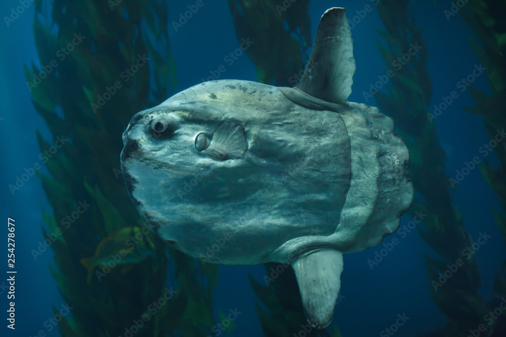 Ocean sunfish (Mola mola)