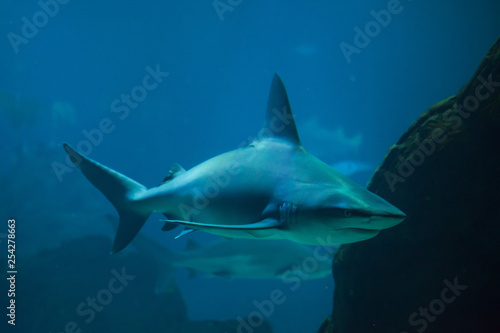 Sandbar shark  Carcharhinus plumbeus 