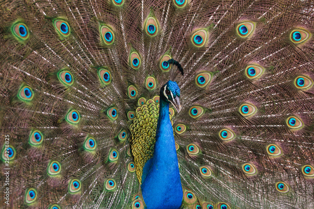 Fototapeta premium Indian peafowl (Pavo cristatus)