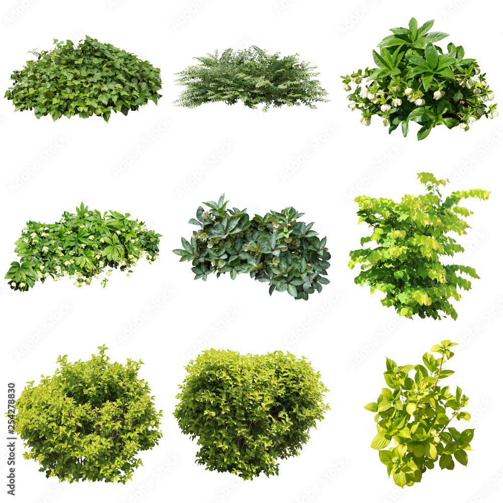 Obraz premium ガーデニング庭の植物
