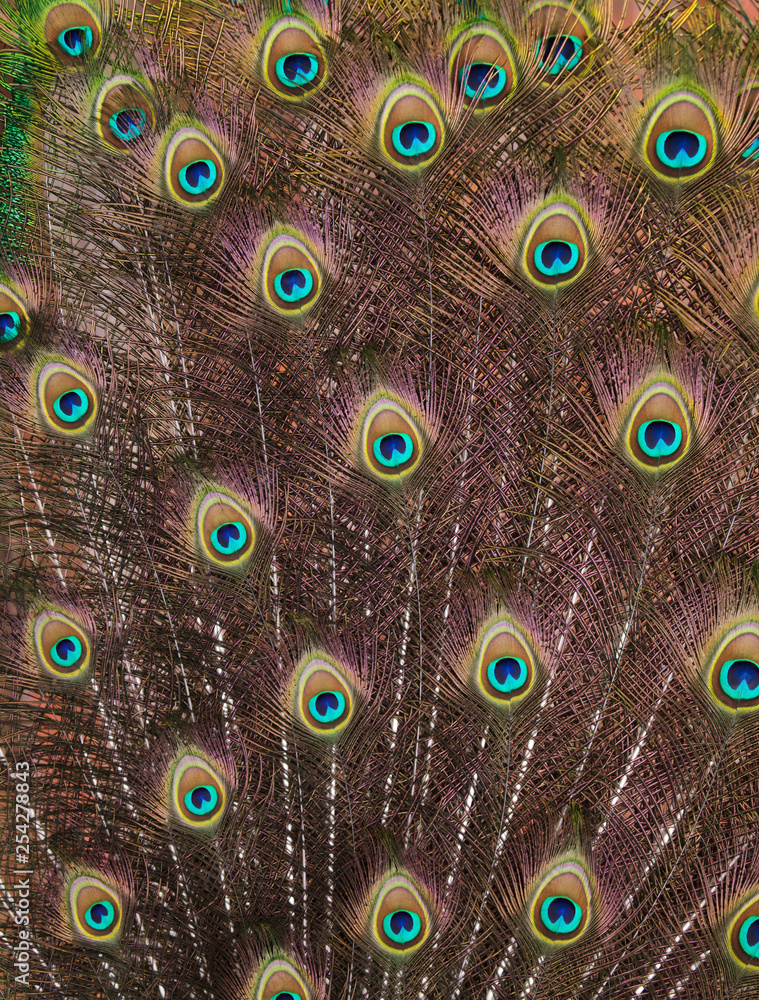 Obraz premium Plumage of the Indian peafowl (Pavo cristatus)