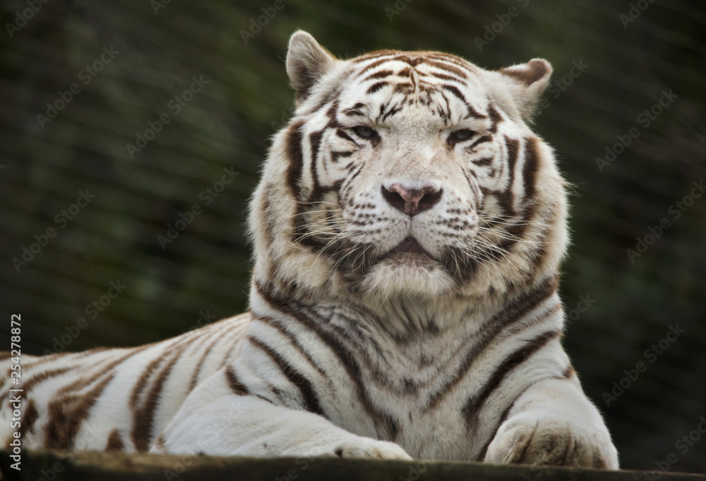 Fototapeta premium Biały tygrys (Panthera tigris tigris).