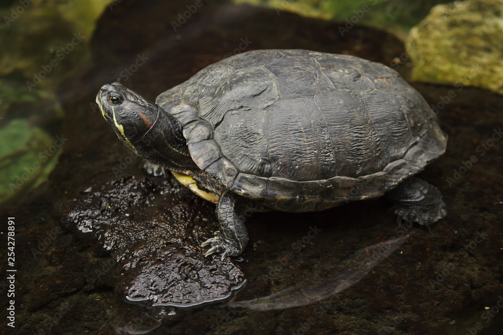 Red-eared slider (Trachemys scripta elegans) Red-eared slider (Trachemys scripta elegans)