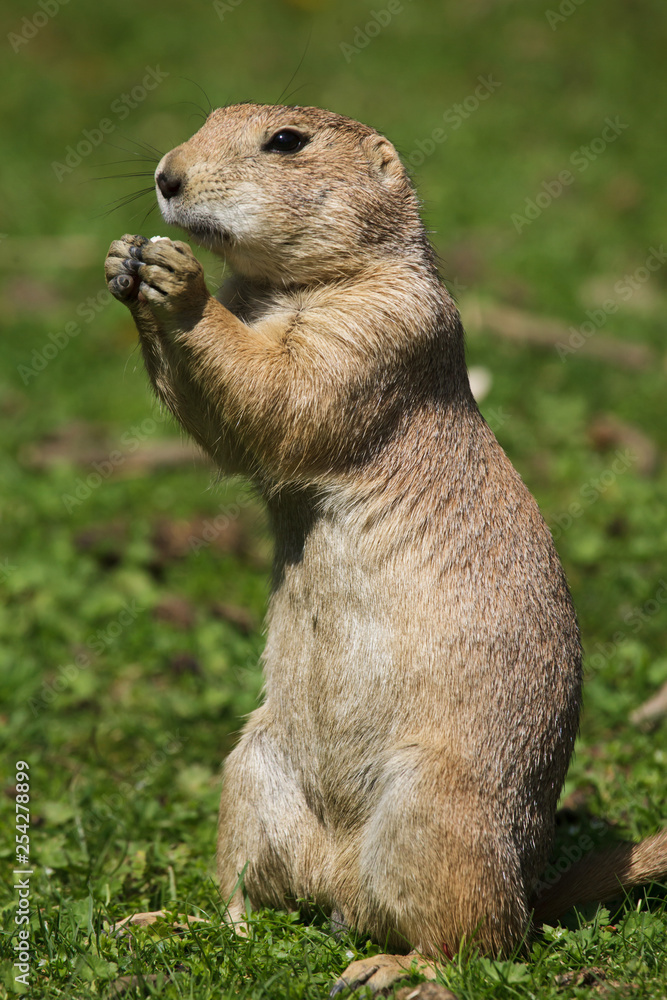Black-tailed prairie dog (Cynomys ludovicianus)