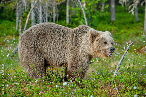 Wild Brown bear (ursus Arctos) in the summer forest. Green forest natural background.