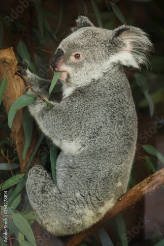 Queensland koala (Phascolarctos cinereus adustus).