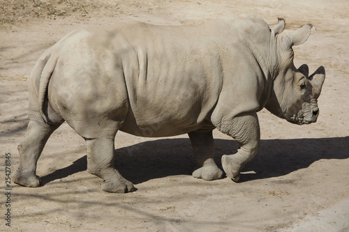 Southern white rhinoceros (Ceratotherium simum)
