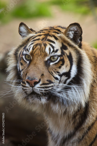 Sumatran tiger (Panthera tigris sumatrae). © Vladimir Wrangel