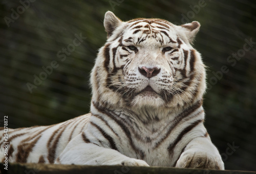White tiger (Panthera tigris tigris).