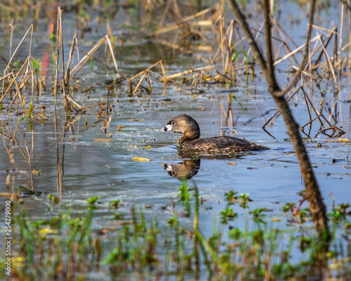 Pied-billed Grebe going for a swim!