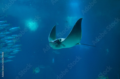 Common eagle ray (Myliobatis aquila).