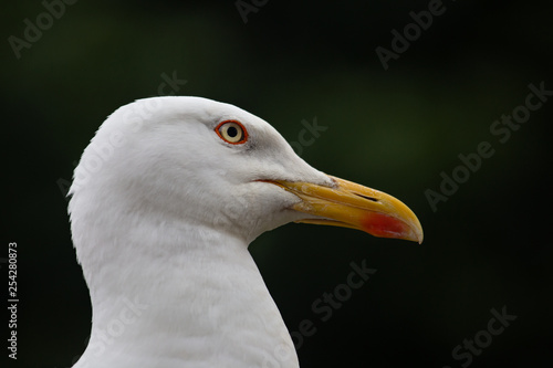 close up of seagull head