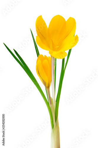 Beautiful yellow crocus on a white background - fresh spring flowers.  selective focus 