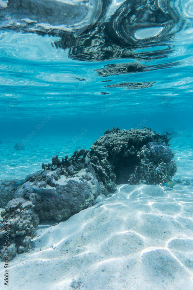 Obraz premium Tahiti Snorkel