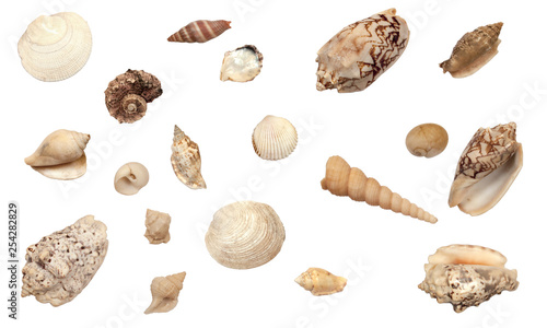 beautiful collection of different types of shells, isolated on white background