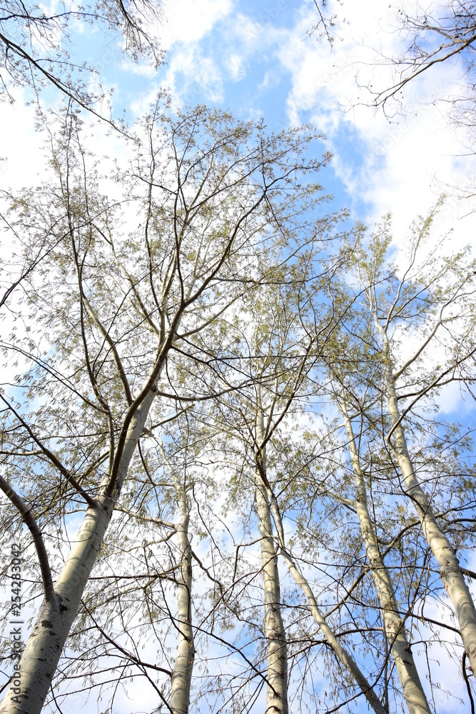 Birken ragen hoch in den Himmel Birken ragen hoch in den Himmel